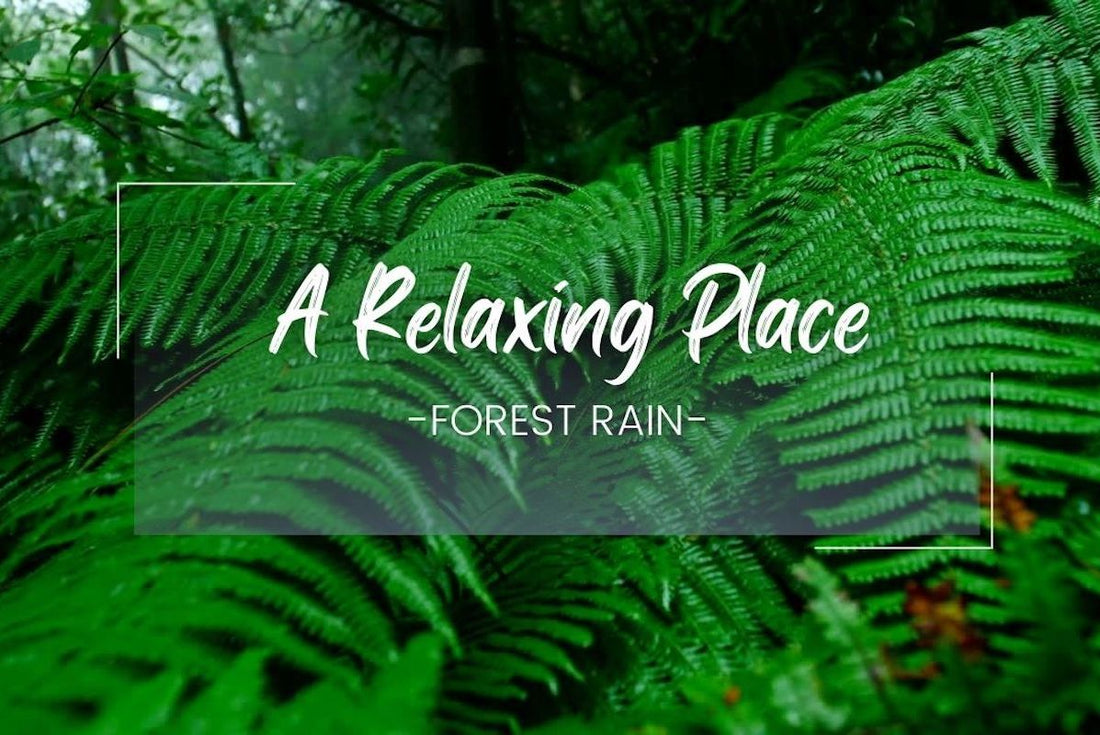 A Relaxing Place: Rainforest Rain For Sleep