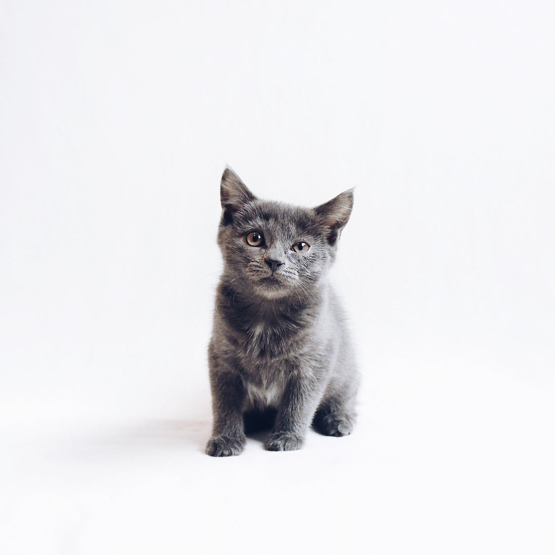 Why #adoptdontshop is One of the Most Important Hashtags of Our Times