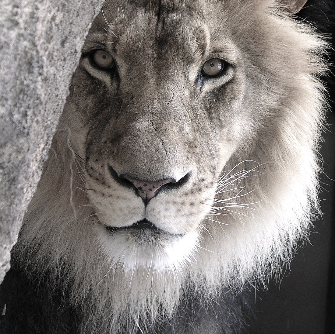Blood Lions: The Truth Behind Conservation Parks That Offer Lion Walks + Cub Petting