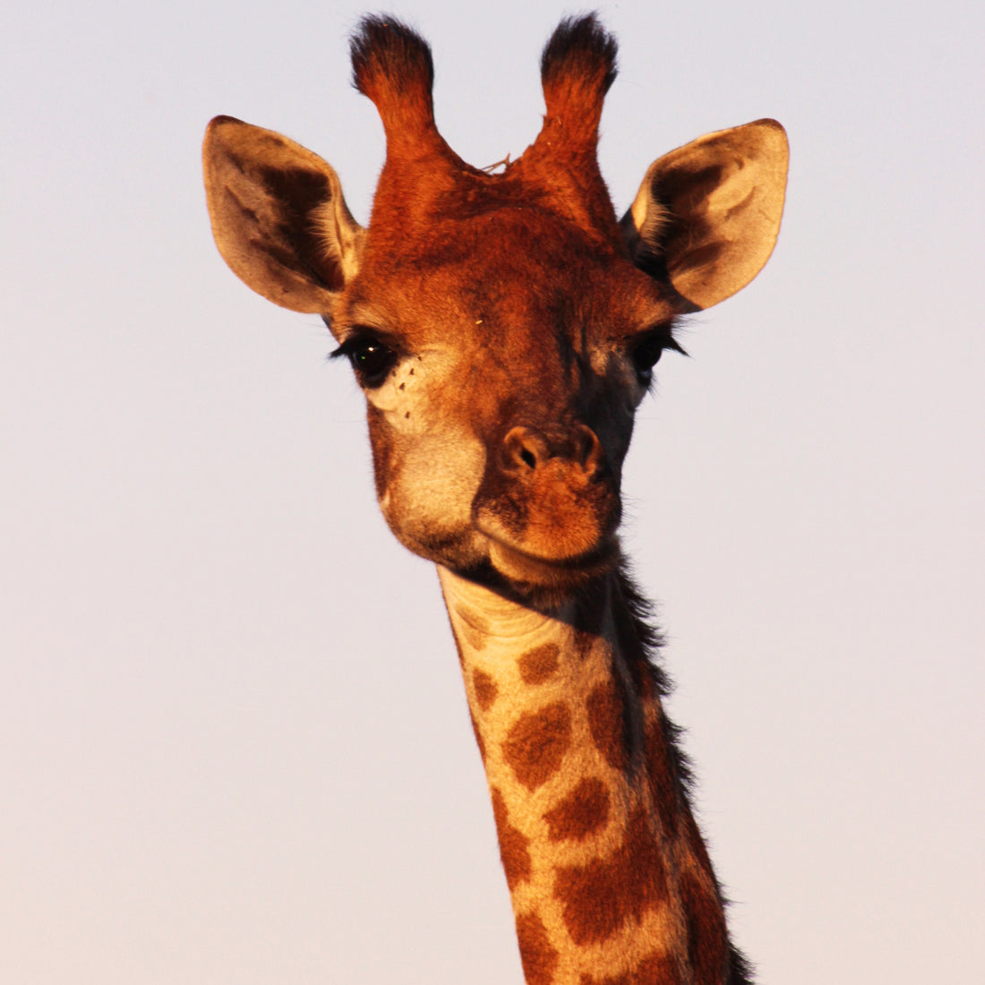 Exploring Botswana: A Mobile Camping Safari In Moremi Game Reserve