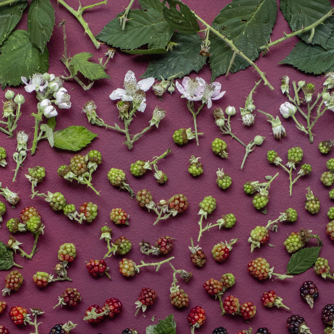 How to Go Plant-Based Without Pressure or Guilt