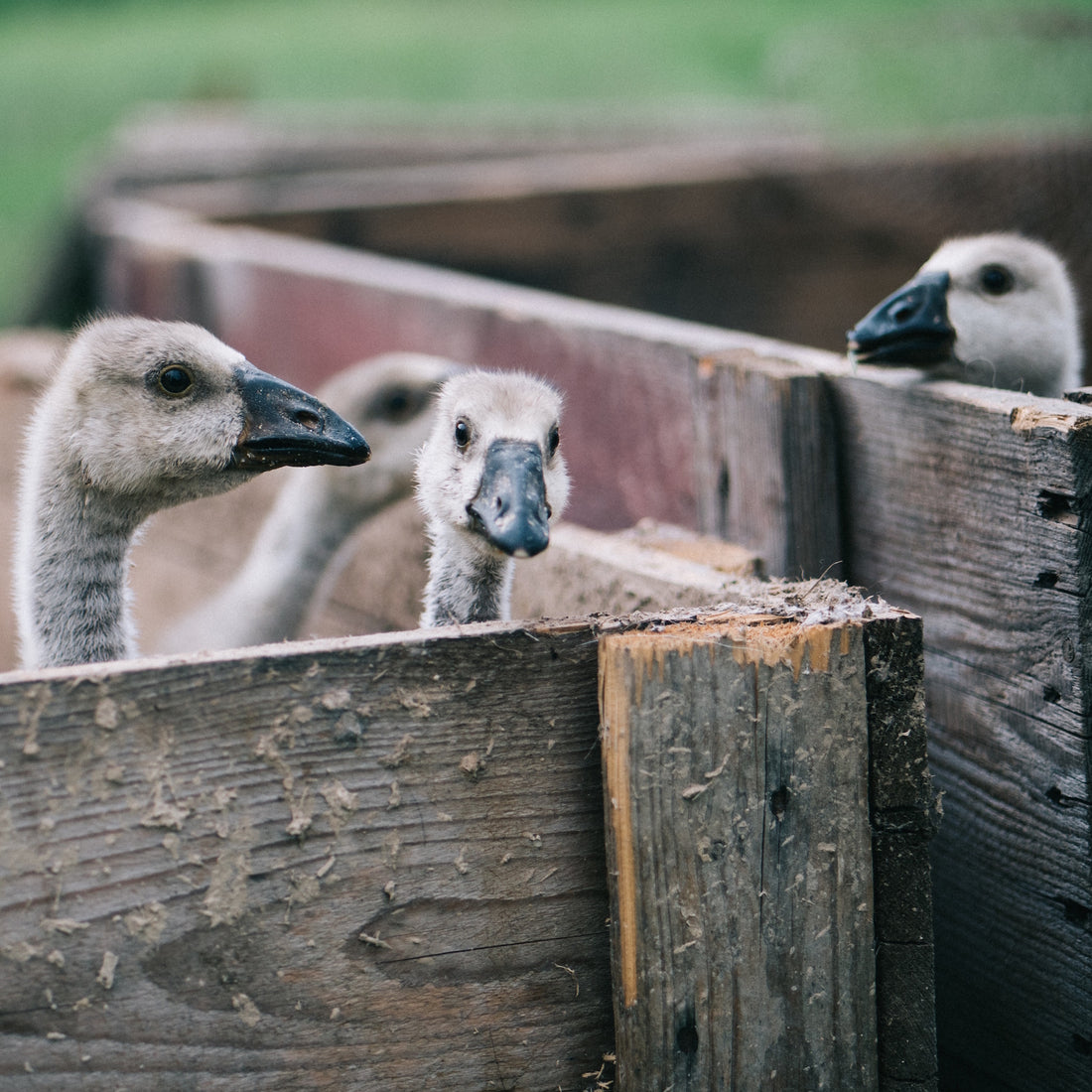 The Cruelty Behind Feather Down