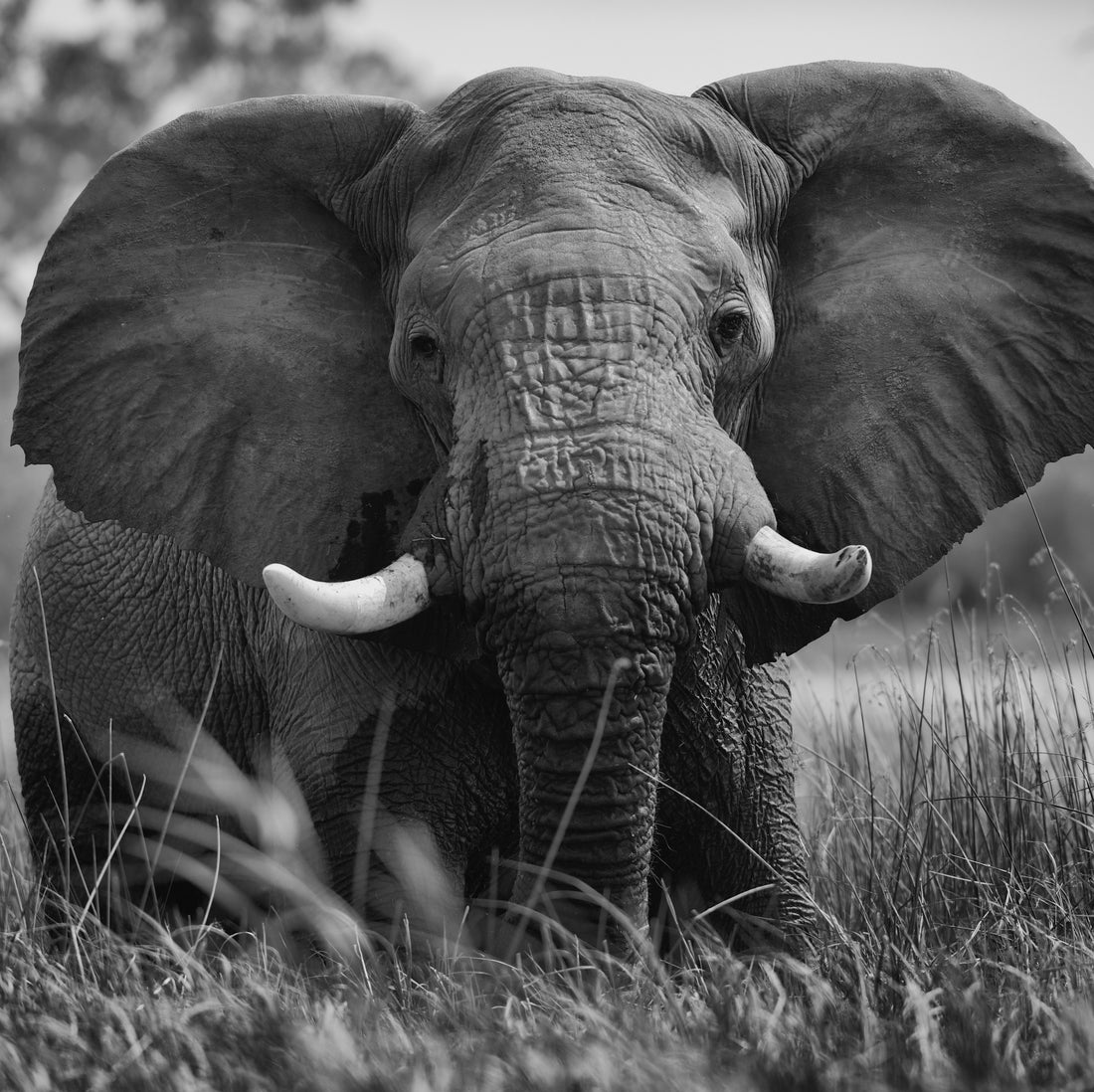 Botswana Untamed: An Oasis For Wildlife Encounters