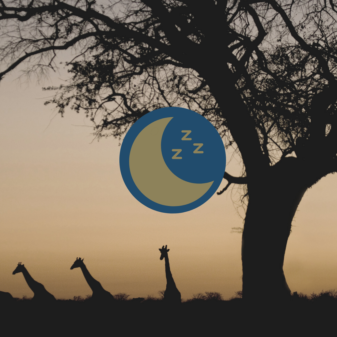 Under The Botswana Sky Sleep Story