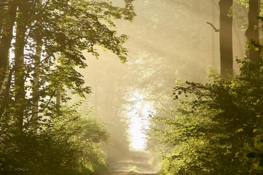 A Guided Forest Bathe Meditation: Shinrin-Yoku