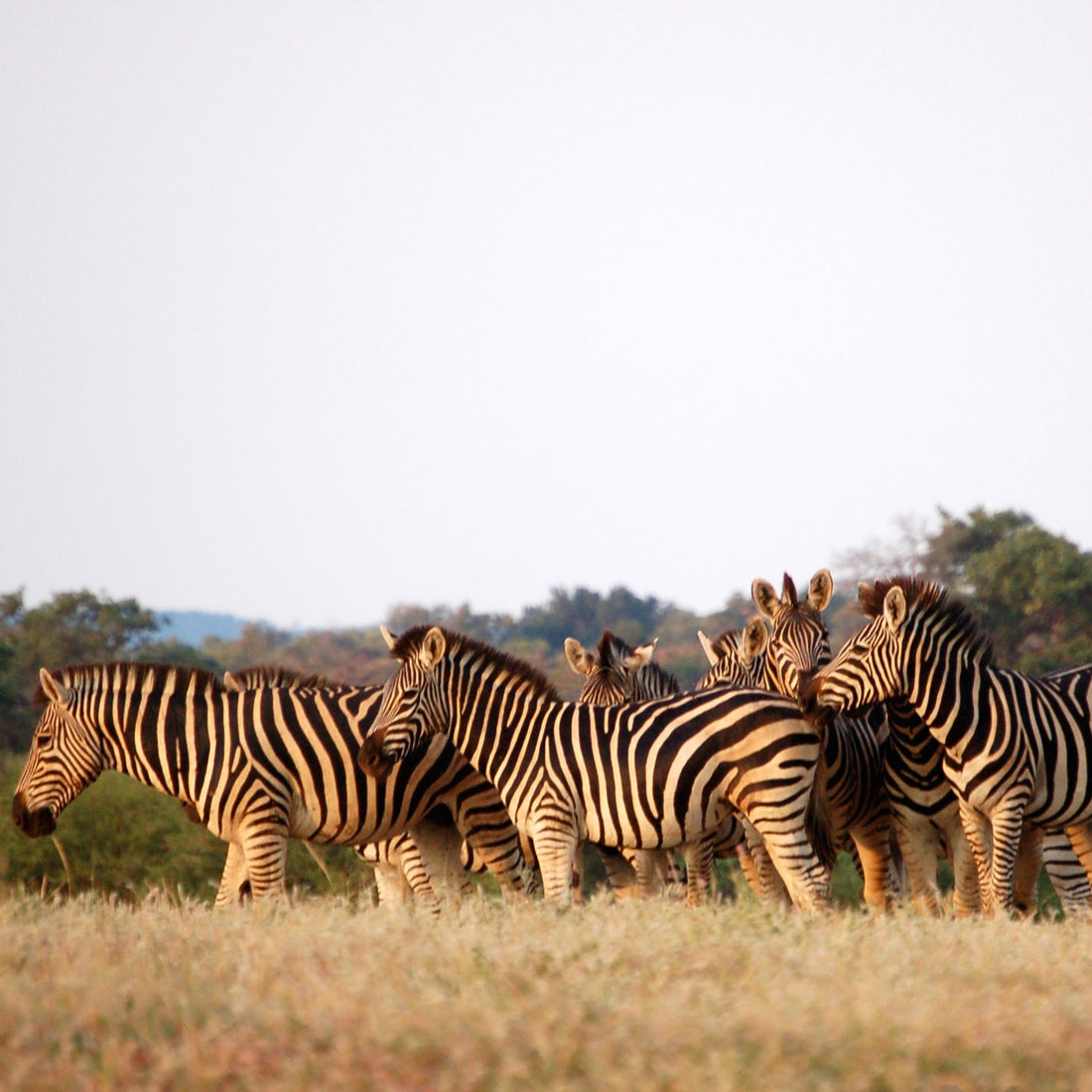 Africa Unleashed: 8 Tips For Safari First-Timers